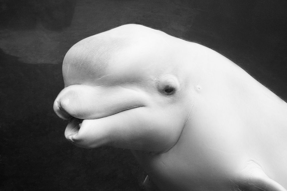 Beluga Whale art print by Carol Highsmith for $57.95 CAD