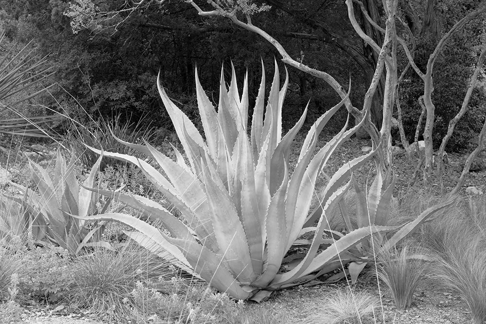 Lady Bird Johnson Wildflower Center-Austin Texas art print by Carol Highsmith for $57.95 CAD