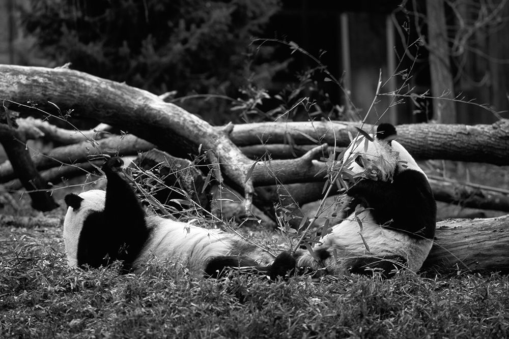 Giant pandas art print by Carol Highsmith for $57.95 CAD