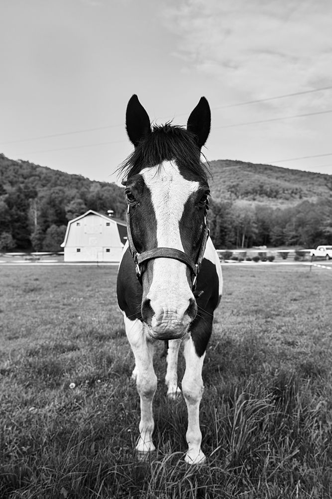 Painted Horse art print by Carol Highsmith for $57.95 CAD