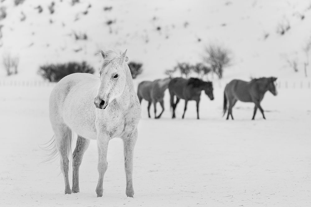 A mixed herd of wild and domesticated horses art print by Carol Highsmith for $57.95 CAD