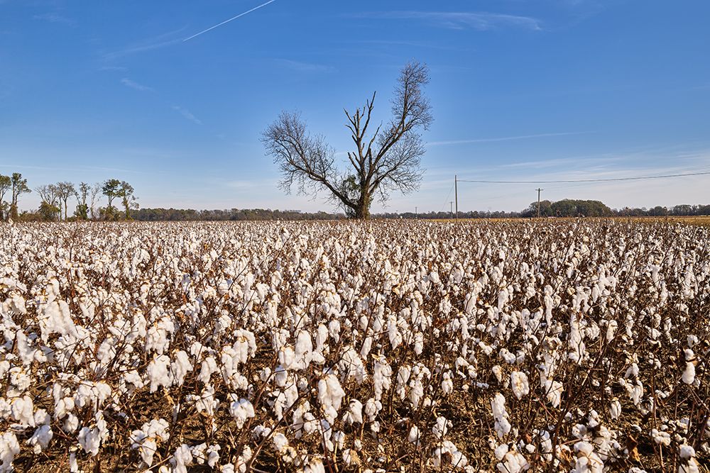 Cotton field near Marks-Mississippi art print by Carol Highsmith for $57.95 CAD