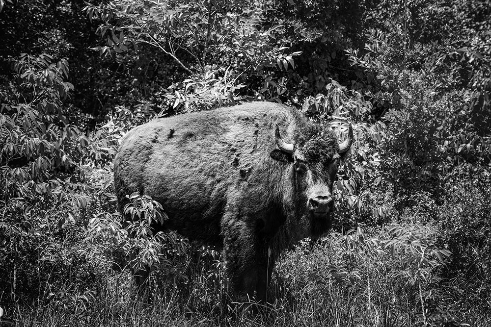 American bison-or buffalo-Yellowstone National Park-Wyoming art print by Carol Highsmith for $57.95 CAD