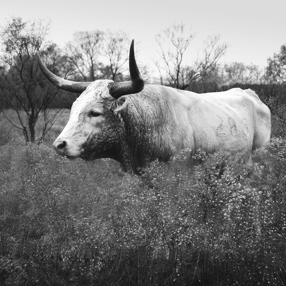Longhorn cattle at Abilene State Historical Park ,Texas art print by Carol Highsmith for $57.95 CAD