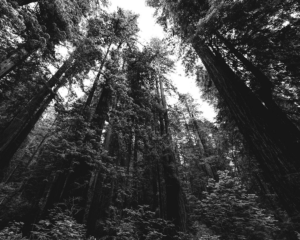 Redwood National and State Park-United States-Northern California art print by Carol Highsmith for $57.95 CAD