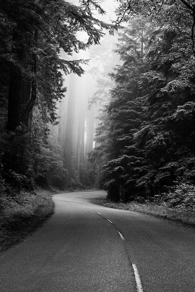 Redwood National and State Park on U.S. 101 California art print by Carol Highsmith for $57.95 CAD