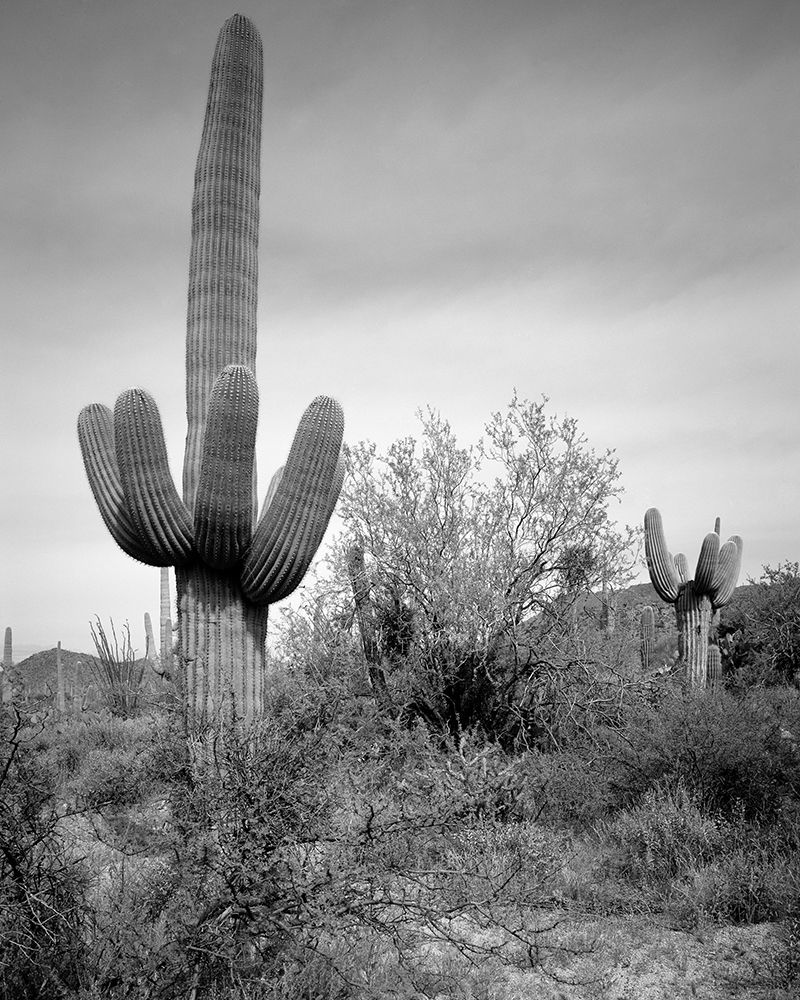 Saguaro Sentinel art print by Carol Highsmith for $57.95 CAD