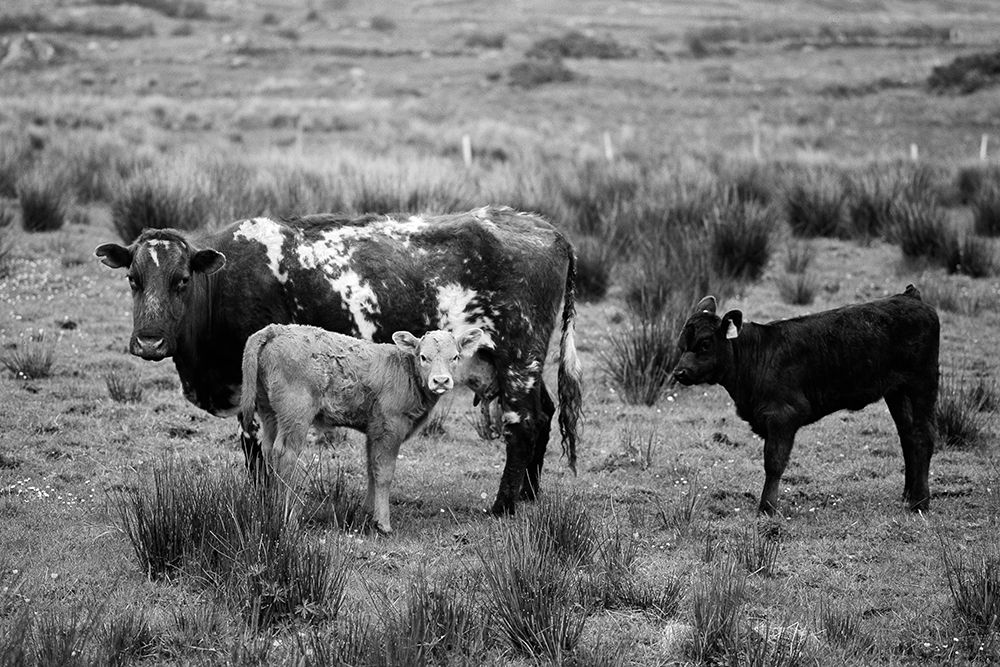 Cow and her Calves art print by Carol Highsmith for $57.95 CAD