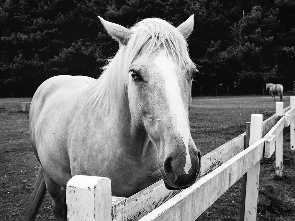 Horse in Orick-California art print by Carol Highsmith for $57.95 CAD