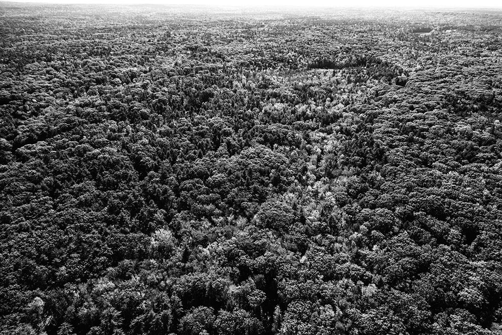 Forests near Ogunquit-Maine art print by Carol Highsmith for $57.95 CAD