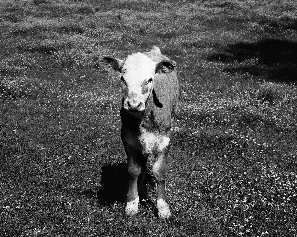 Young calf standing in a field in rural Alabama art print by Carol Highsmith for $57.95 CAD
