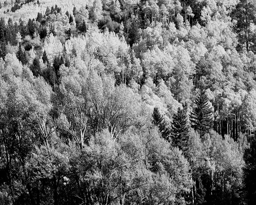 Colorado Aspens art print by Carol Highsmith for $57.95 CAD