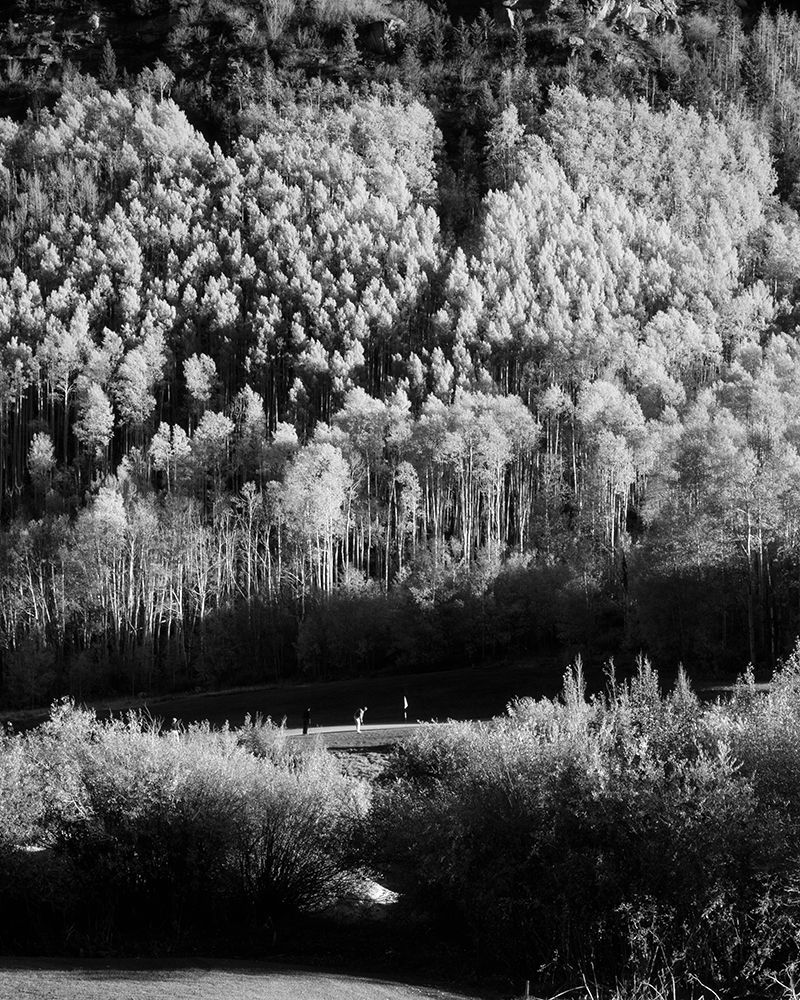 Aspens Over Vail-Colorado USA art print by Carol Highsmith for $57.95 CAD