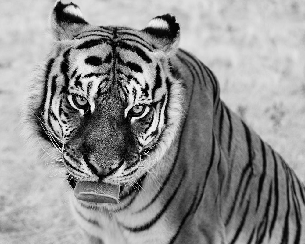 Tiger at the Wild Animal Sanctuary-Keenesburg-Colorado art print by Carol Highsmith for $57.95 CAD