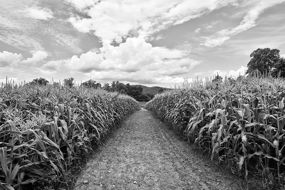 Cornfield near Clarkesville in Habersham County-Georgia art print by Carol Highsmith for $57.95 CAD
