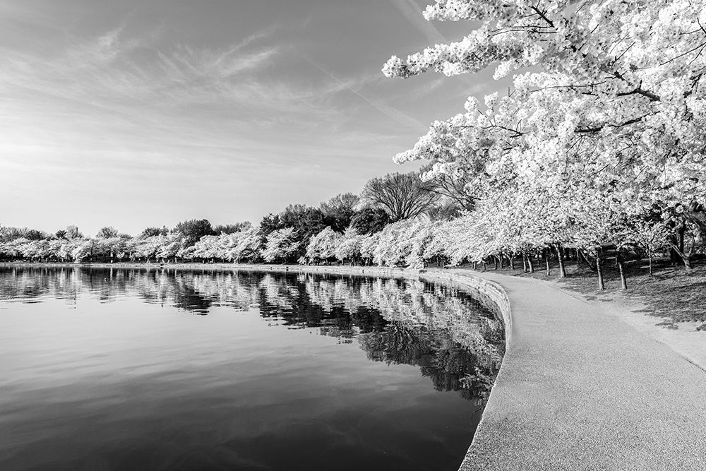 Potomac River Tidal Basin during Washingtons spring Cherry Blossom Festival art print by Carol Highsmith for $57.95 CAD
