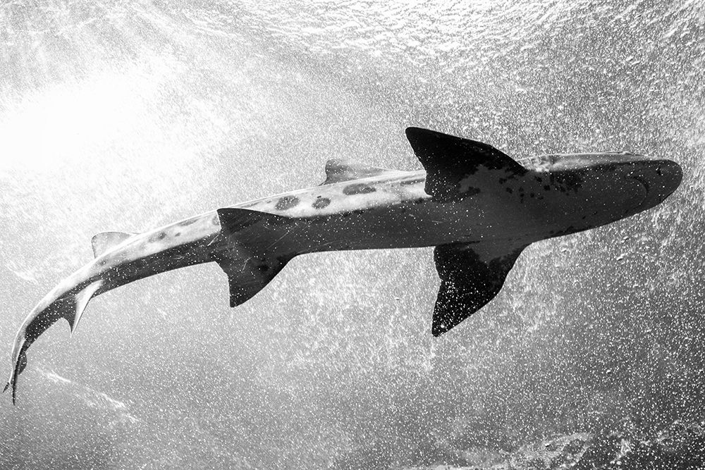 Whale Shark at The Monterey Bay Aquarium-California art print by Carol Highsmith for $57.95 CAD