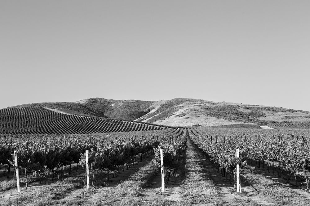 Vineyard in the Midwest art print by Carol Highsmith for $57.95 CAD