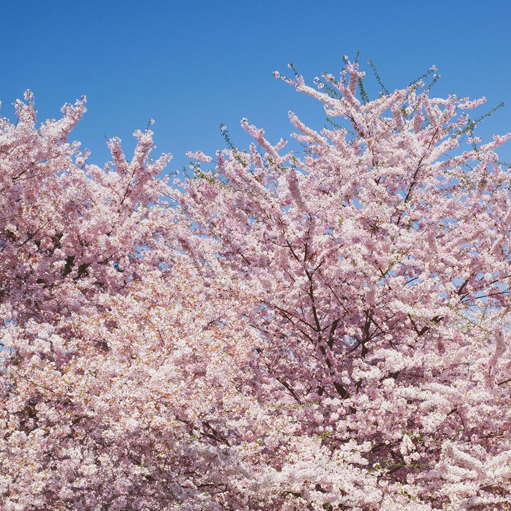 Cherry blossoms Washington Monument in Washington D.C. art print by Carol Highsmith for $57.95 CAD