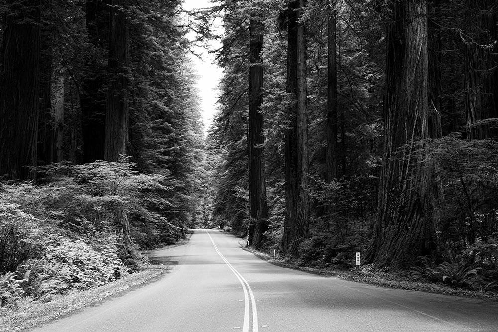 The Redwood National and State Parks art print by Carol Highsmith for $57.95 CAD