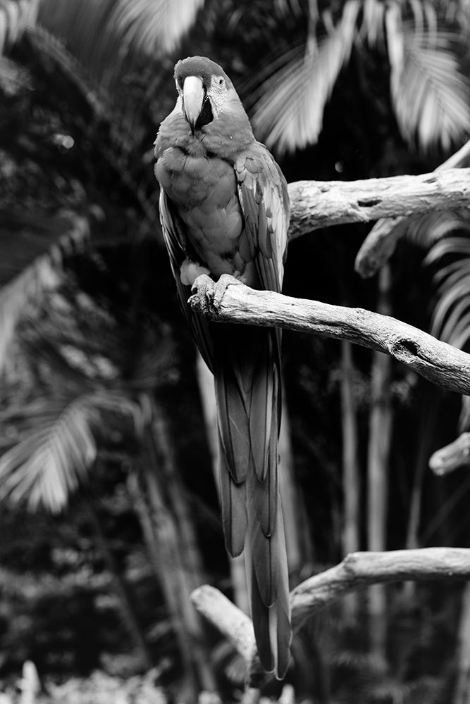 Parrot Jungle and Gardens-south of Miami art print by Carol Highsmith for $57.95 CAD
