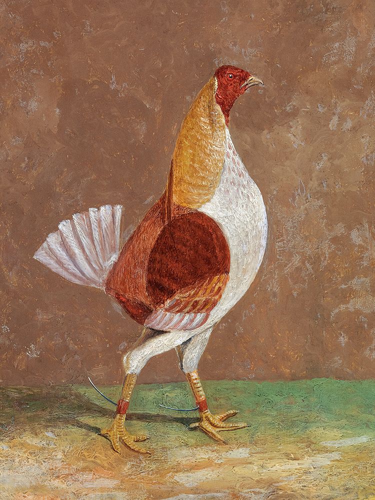 Fighting Cocks-a Pale-Breasted Fighting Cock art print by John Frederick Herring for $57.95 CAD