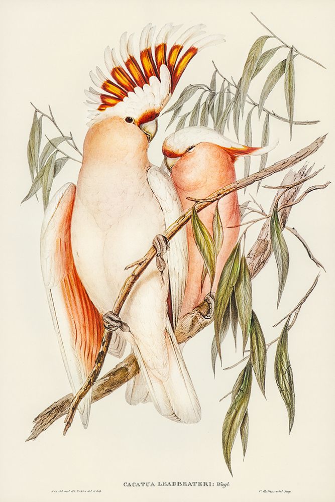 Leadbeaters Cockatoo-Cacatua Leadbeaterii art print by John Gould for $57.95 CAD
