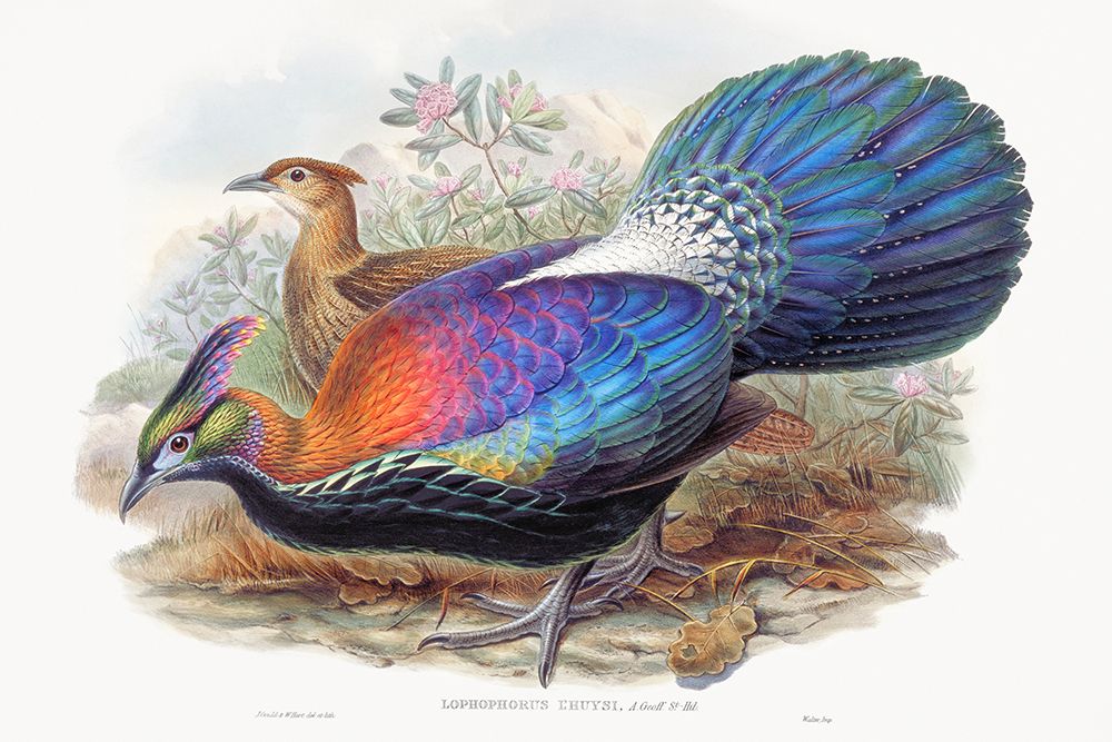 Lophophorus LHuysi art print by John Gould for $57.95 CAD