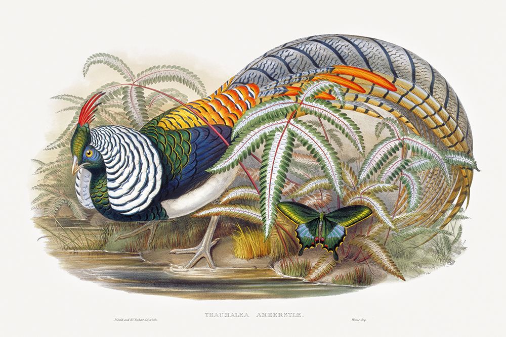 Thaumalea Amherstiae art print by John Gould for $57.95 CAD