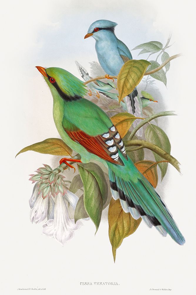 Cissa Venatoria art print by John Gould for $57.95 CAD