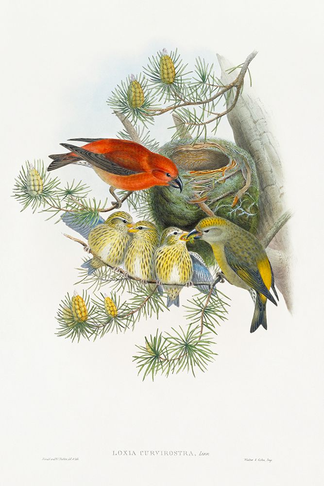 Loxia Curvirostra-Linn art print by John Gould for $57.95 CAD