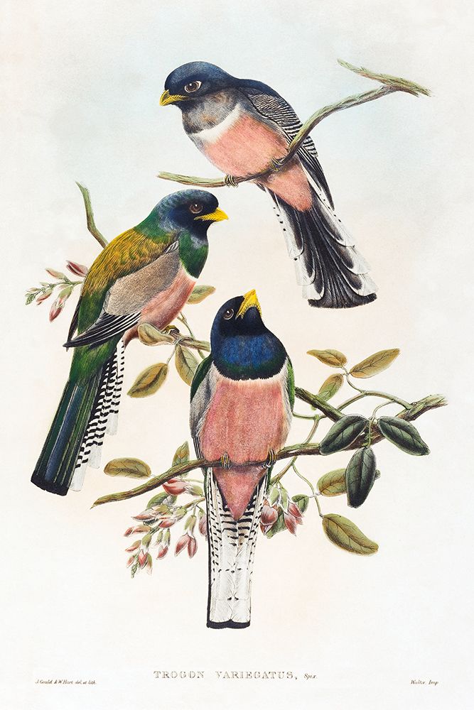 Trogan variegatus art print by John Gould for $57.95 CAD