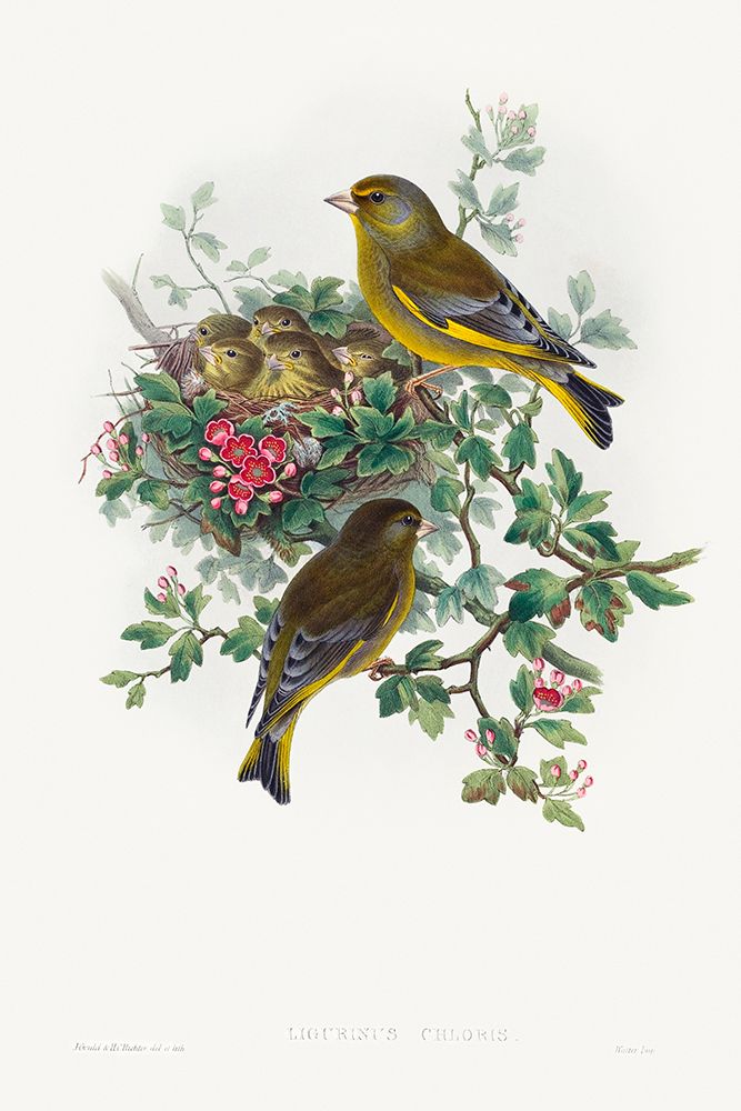 Ligurinus chloris-Greenfinch art print by John Gould for $57.95 CAD