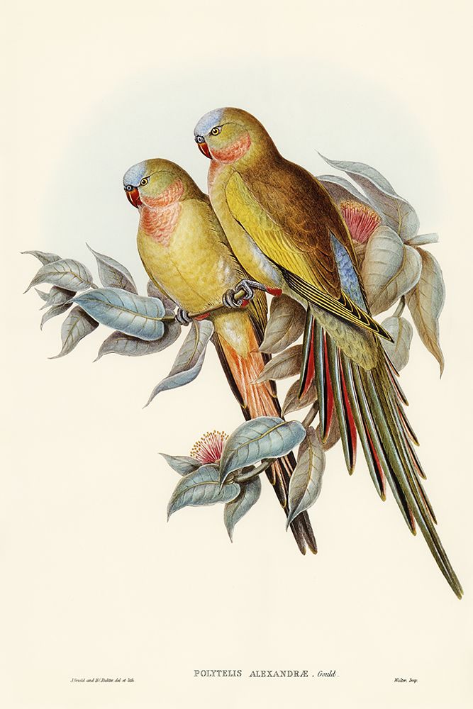 The Princess of Waless Parakeet-Polytelis Alexandrae art print by John Gould for $57.95 CAD