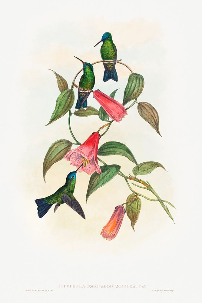 Eucephala smaragdocaerulea-Goulds Wood Nymph art print by John Gould for $57.95 CAD