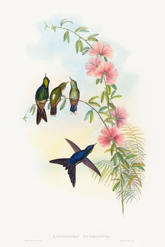 Ramphomicron microrhyncha-Small-billed Thornbill art print by John Gould for $57.95 CAD
