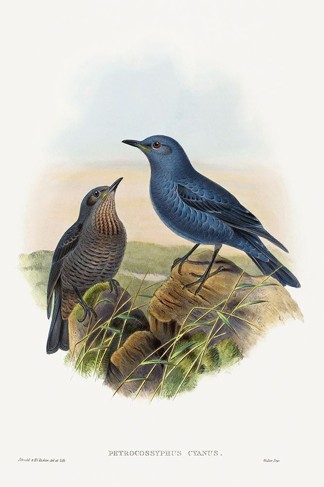 Petrocossyphus cyanus-Blue Rockthrush art print by John Gould for $57.95 CAD