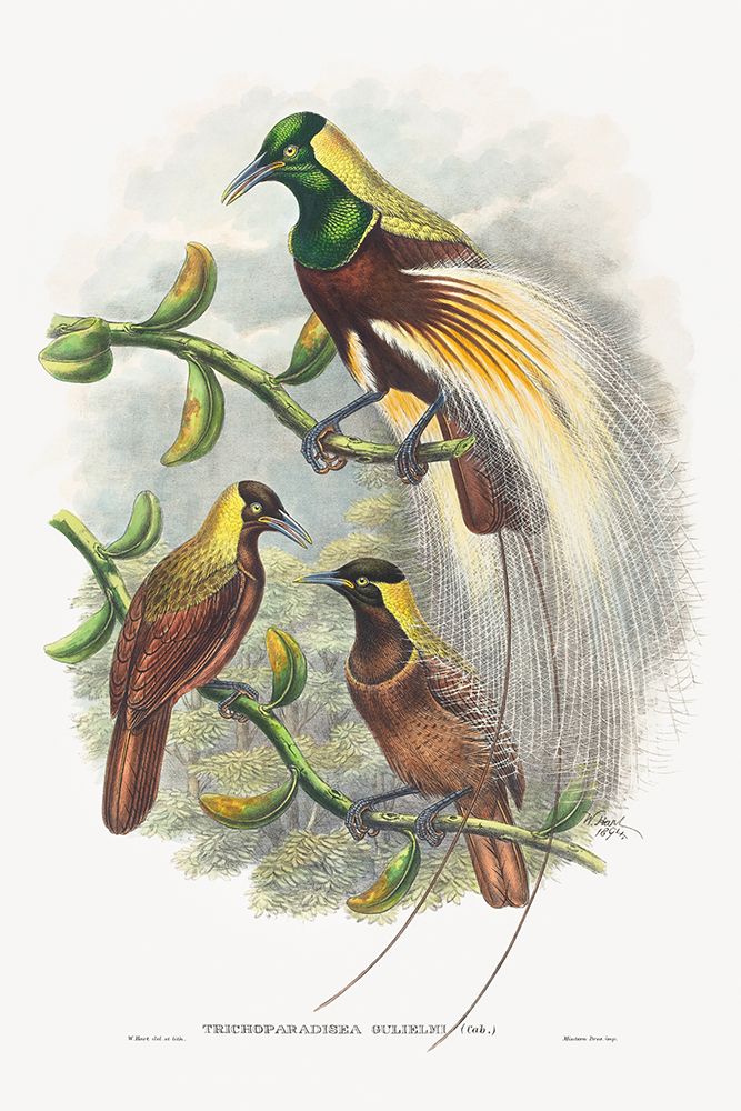 Trichoparadisea Gulielmi art print by John Gould for $57.95 CAD