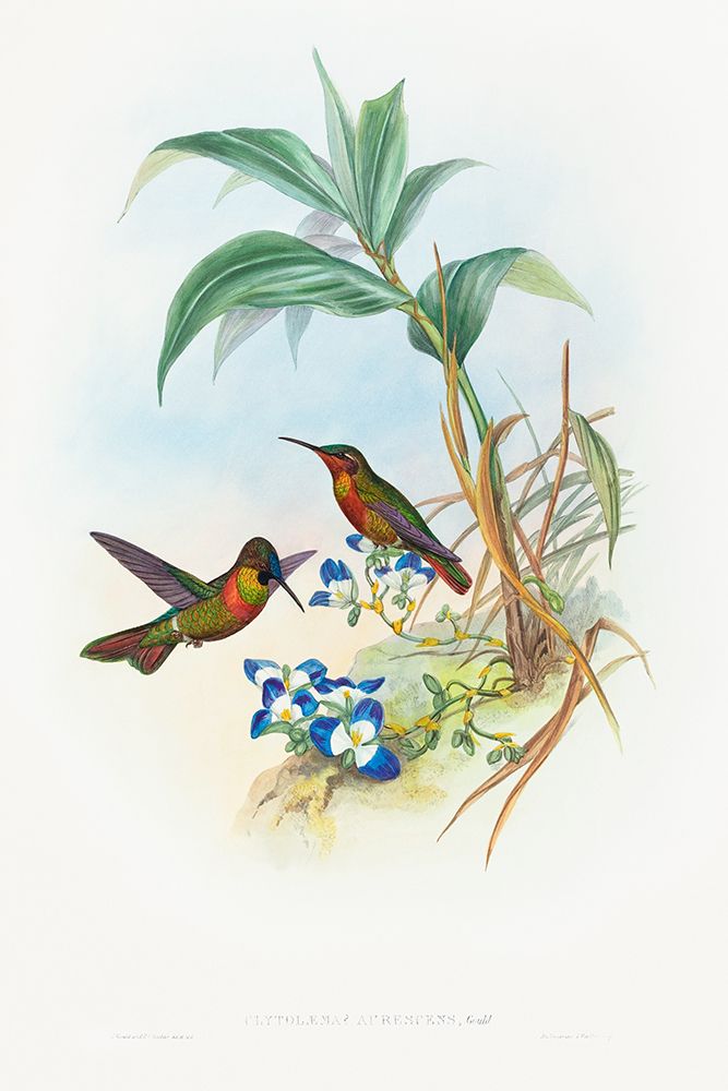 Clytolaema aurescens-Banded Ruby or Goulds Ruby art print by John Gould for $57.95 CAD
