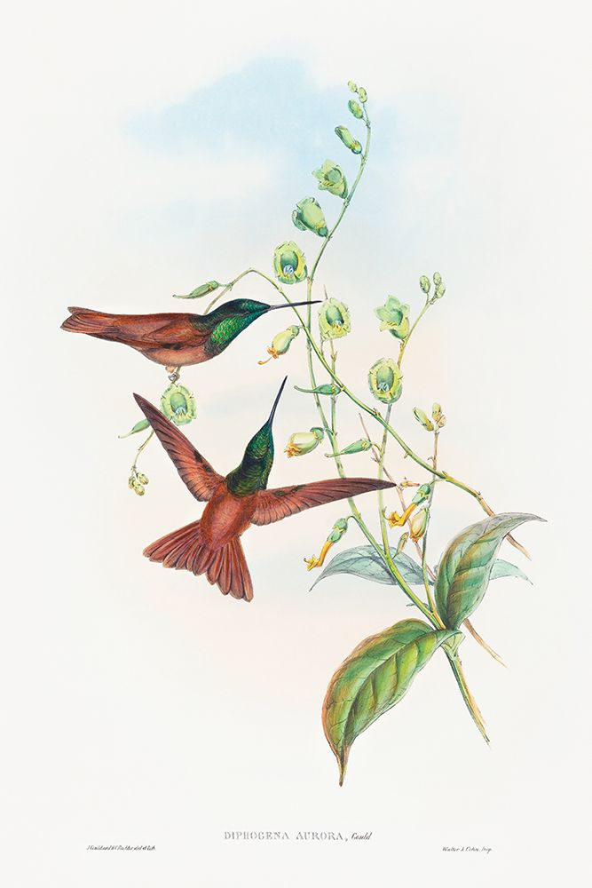 Diphogena aurora-Goulds Rainbow art print by John Gould for $57.95 CAD