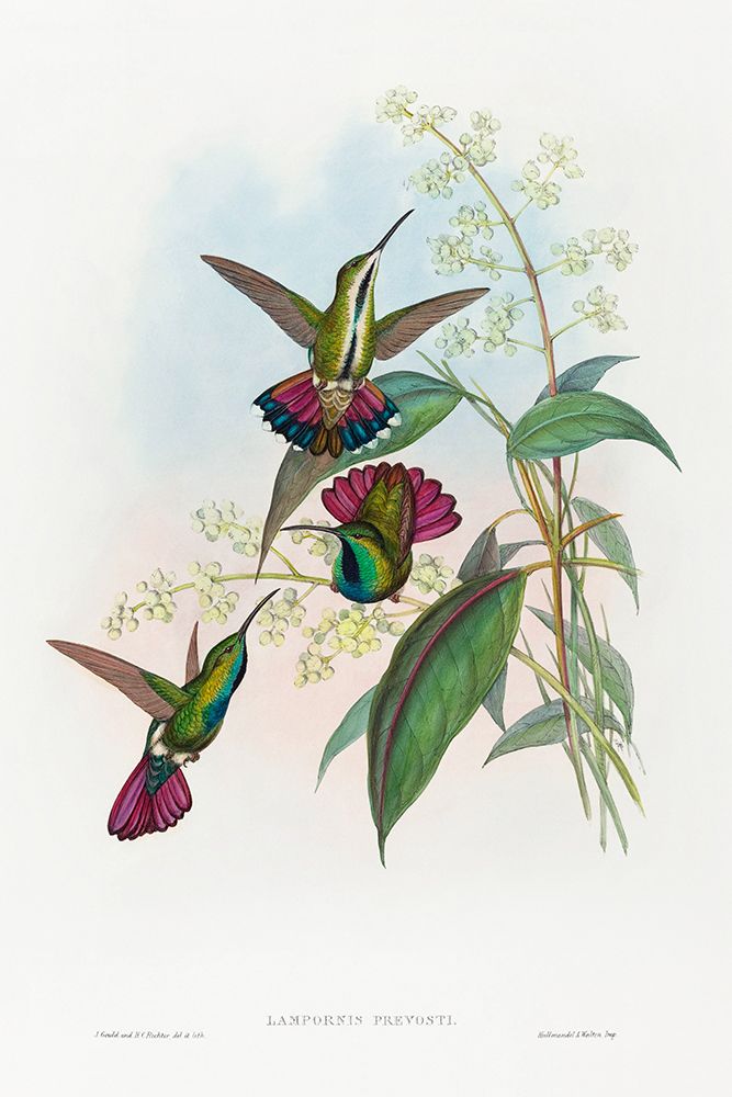 Lampornis prevosti art print by John Gould for $57.95 CAD