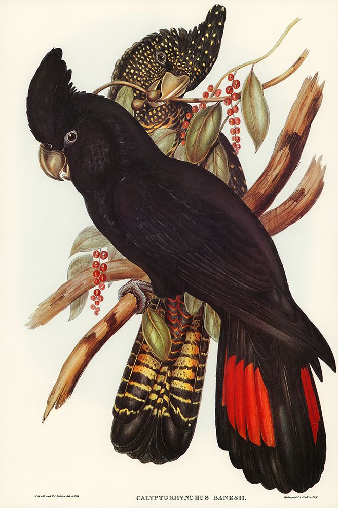 Banksian Cockatoo-Calyptorhynchus Banksii art print by John Gould for $57.95 CAD