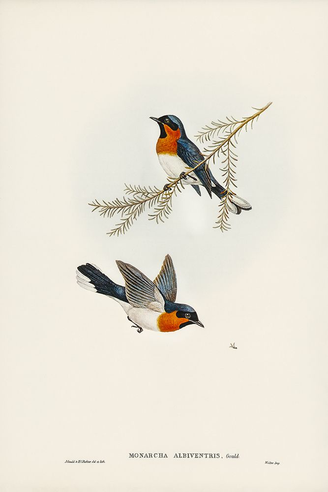 White-bellied Flycatcher-Monarcha albiventris art print by John Gould for $57.95 CAD