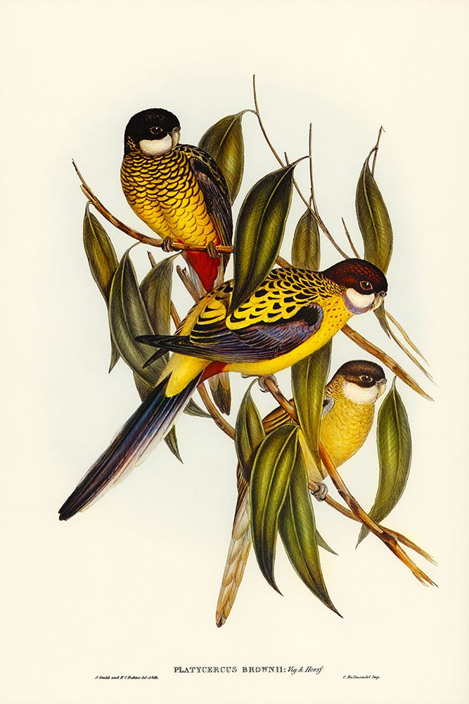 Browns Parakeet-Platycercus Brownii art print by John Gould for $57.95 CAD