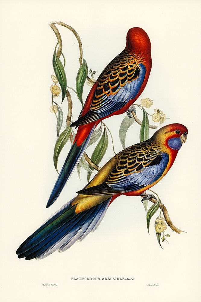 Adelaide Parakeet-Platycercus Adelaidiae art print by John Gould for $57.95 CAD