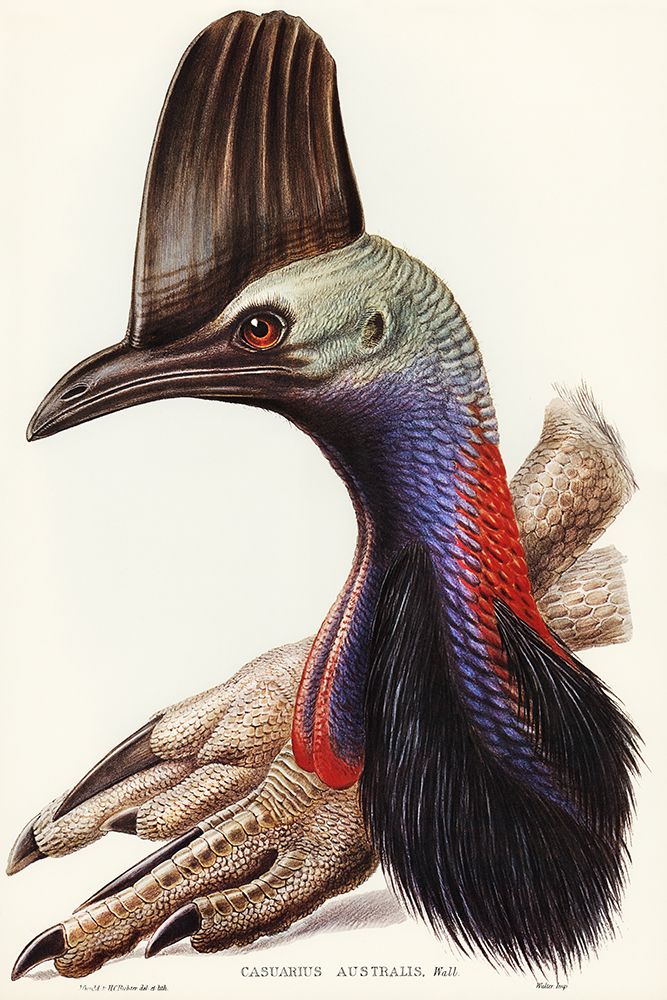 Australian Cassowary-Casuarius australis art print by John Gould for $57.95 CAD