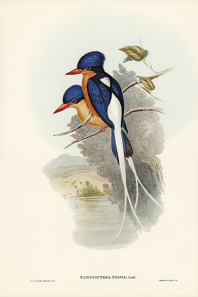 White-tailed Tanysiptera-Tanysiptera Sylvia art print by John Gould for $57.95 CAD