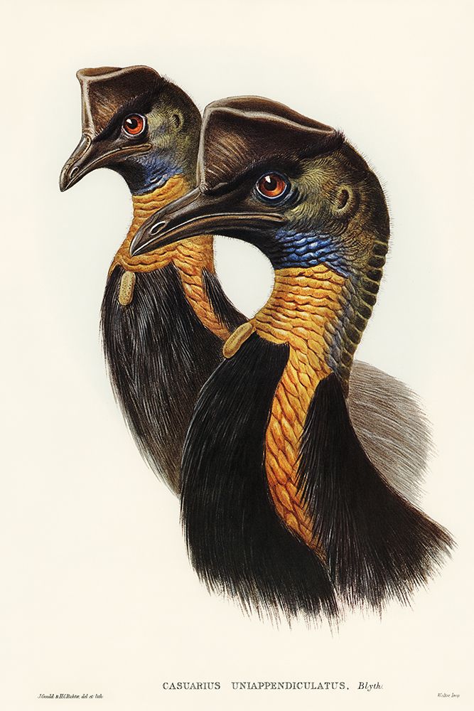 One-carunculated Cassowary-Casuarius uniappendiculatus art print by John Gould for $57.95 CAD