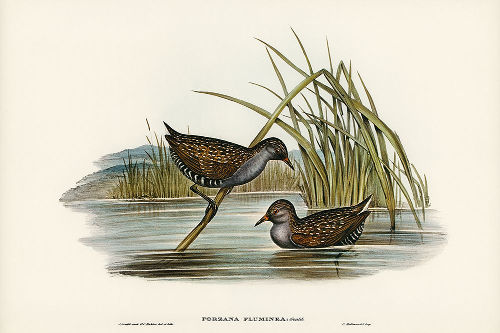 Spotted Water Crake-Porzana fluminea art print by John Gould for $57.95 CAD