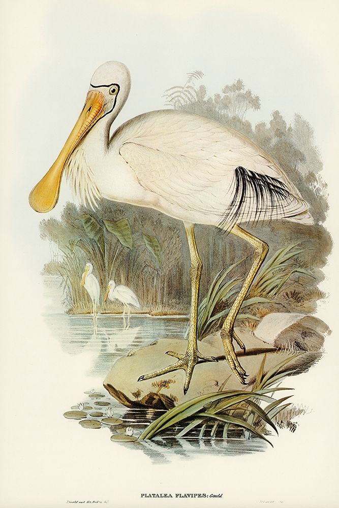 Yellow-legged Spoonbill-Platalea flavipes art print by John Gould for $57.95 CAD